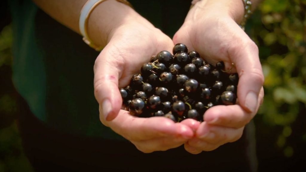 Photo from Dash Water campaign, hand holding blueberries 