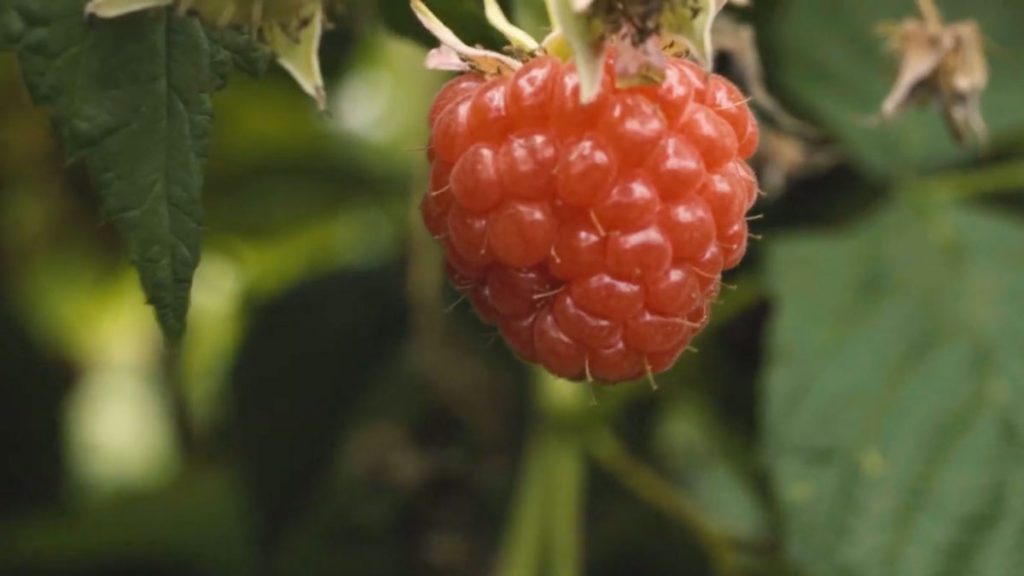 Photo from Dash Water, close up photo of raspberry